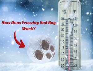 Freezing bed bugs dying