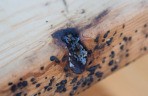 Wood infected with bed bugs 