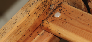 wood furniture covered in black spots due to bed bugs