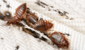 bed bugs crawling into furniture